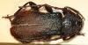 Ropalopus sp.